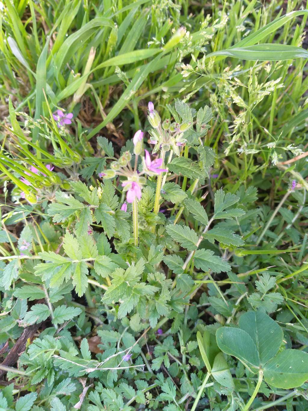 Erodium cicutarium o ciconium?  Erodium cicutarium